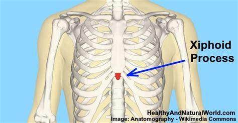 Xiphoid Process Pain: Causes, Symptoms & When to See a Doctor