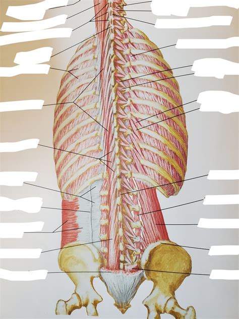 Deep Muscle Layers Diagram Quizlet