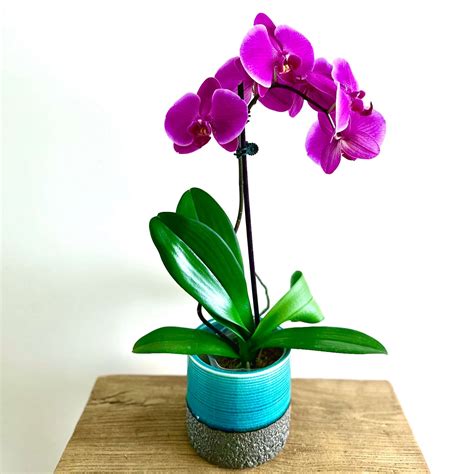 Orchid Delivery Sydney | The Fresh Flower Project