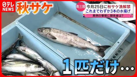 異例の不漁】秋サケが獲れない 漁解禁も続く不漁 高い海水温が原因か 宮城 Nnnセレクション Youtube