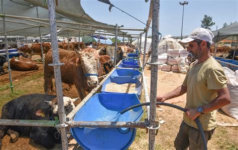 Kepez te Kurbanlık Hayvan Satışı ve Kesim Yerleri Belirlendi Haberler