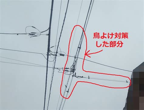 【電線の鳥よけ対策】東京電力とnttに無料で依頼できた話 3回住み替えてわかった理想の住まい