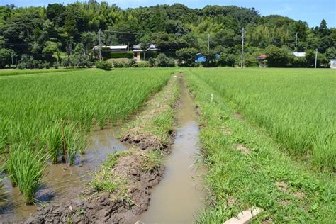 ザリガニを利用した田んぼの草取り？・無農薬の米作り5年目・今年は、田んぼの除草はたった1回だけ・その原因をは？小杉田んぼ・尾高田んぼの水路の水