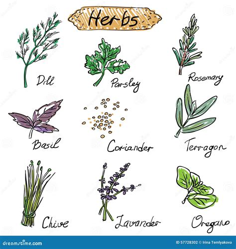 Herbs Set Vector Hand Drawn Illustration Stock Vector Illustration