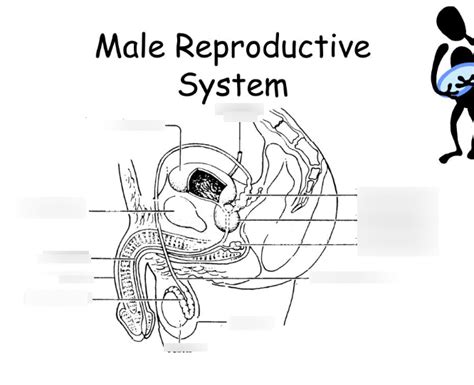 Male Reproductive System Diagram Quizlet