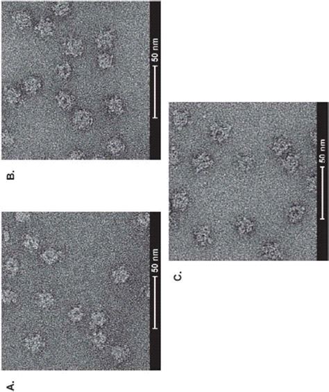 Novel Multivalent Nanoparticle Based Vaccines Eureka Patsnap