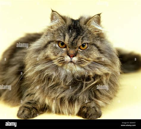 Persan Brown Tabby Chat Domestique REPOS ADULTES Photo Stock Alamy