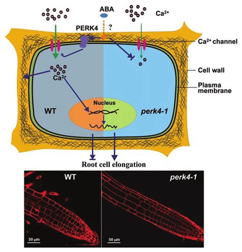 A Simplified Model Showing ABA Regulated Root Cell Elongation Through