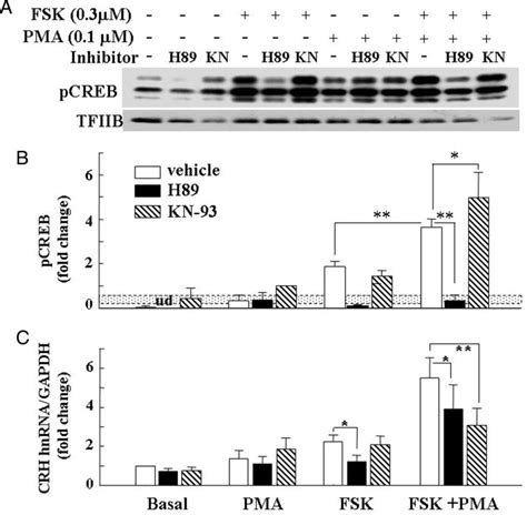 Effect Of The Pka Inhibitor H89 And The Calcium Calmodulin Dependent