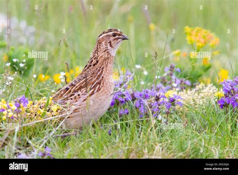 Common Quail Coturnix Coturnix Second Calendar Year Male Standing