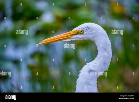 A Great White Egret In Everglades National Park Florida Stock Photo