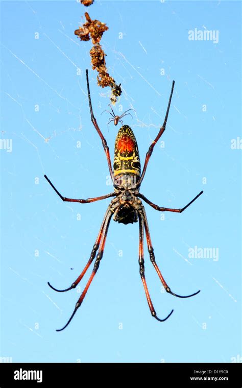 Nicht giftige spinne Fotos und Bildmaterial in hoher Auflösung Alamy