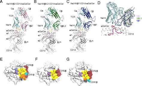 Vβ2 Natural Killer T Cell Antigen Receptor Mediated Recognition Of Cd1d