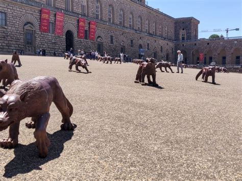 Firenze Arrivano I Lupi Di Liu Ruowang In Piazza Pitti E Piazza