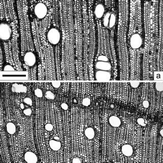 Transverse Sections Of Copaifera Langsdorffii Wood A Transitional