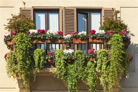 Les Plantes Pour Un Balcon Qui R Sistent En Plein Soleil Sans Arrosage