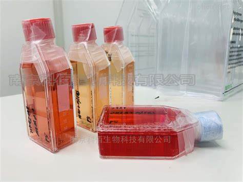 CBP60838 MBT 2小鼠膀胱移行癌细胞 细胞库 南京科佰生物科技有限公司