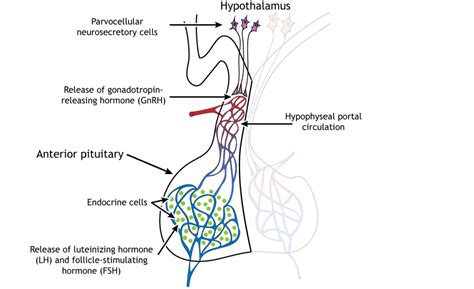 Sex Steroid Hormones Introduction To Neuroscience