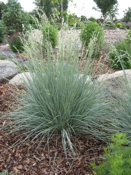 Elijah Blue Fescue Grass › Anything Grows