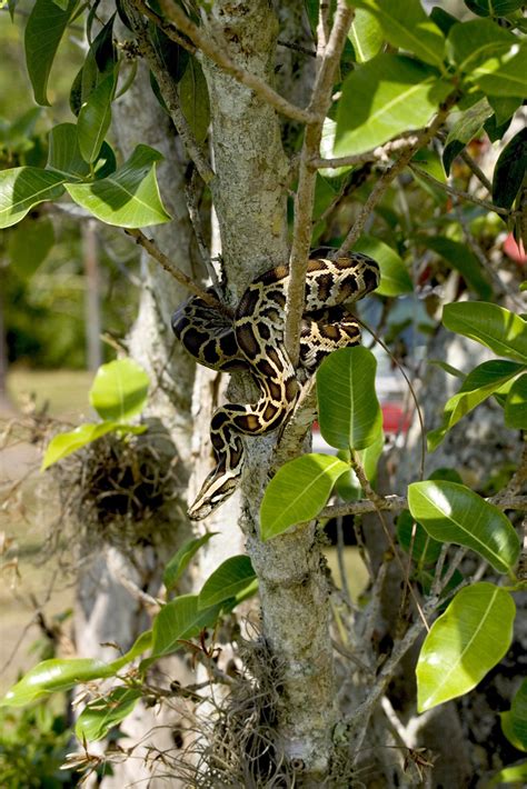 Burmese Python Npsphoto R Cammauf Everglades National Park