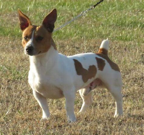 Teddy Roosevelt Terrier Dog Breed Information Showsight