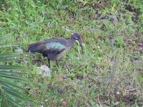 Bates' Adventures in Rwanda: Birds of Lake Kivu