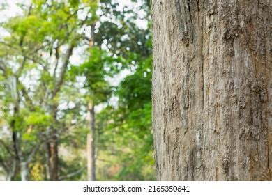 Teak Trees Thailand Precious Hardwoods One Stock Photo