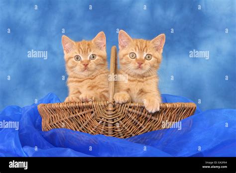 Kitten In Basket Stock Photo Alamy