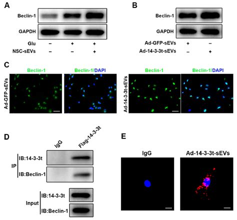 14 3 3t Enhanced Autophagy By Interacting With Beclin 1 A Western