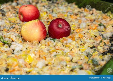 Closeup Of Wasted Apples Food In A Compost Bin Rotting With Worms Soil