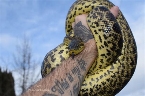 Kisame, the Yellow Anaconda. "bloop" : r/reptiles