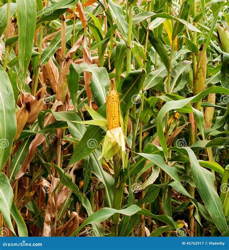 Crop Corn Field Stock Image Image Of Industry Maize 45762917