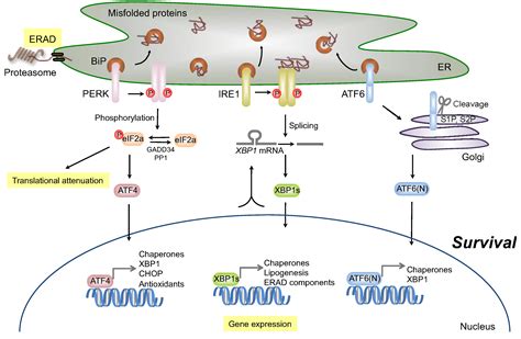 Genes Free Full Text Signaling Pathways From The Endoplasmic