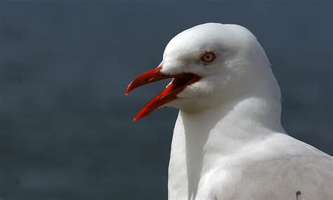 Fotos Gratis Pájaro Ala Blanco Ave Marina Fauna Silvestre Pico