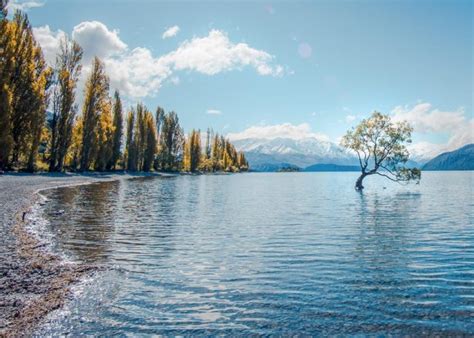 The Truth about the Wanaka Tree - What You Need to Know Before Visiting