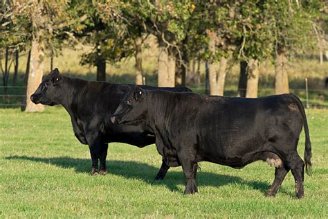 Royalty Free Black Angus Cattle Pictures Images And Stock Photos Istock