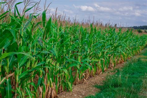 Plantas De Milho Jovens Num Campo Plantas De Milho Ou Milho Doce Foto