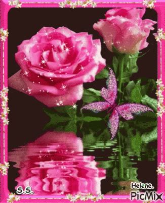 Pink Roses GIF - Pink Roses - Discover & Share GIFs