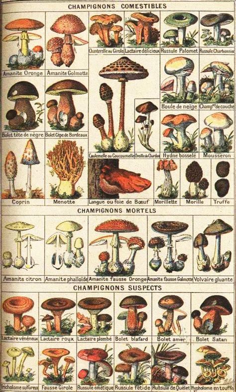 French Edible Mushroom Chart Food Mushrooms Pinterest