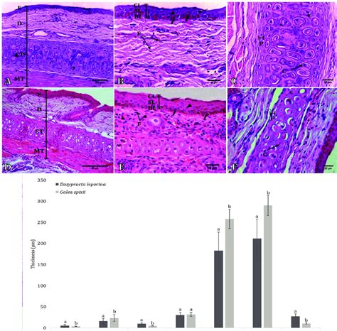 Histological Analysis Using He Of The Ear Skin And Cartilage Derived Download Scientific