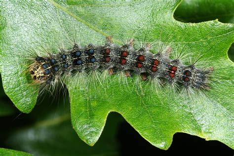 The Complete Guide To Gypsy Moths Pest Prophet Blog