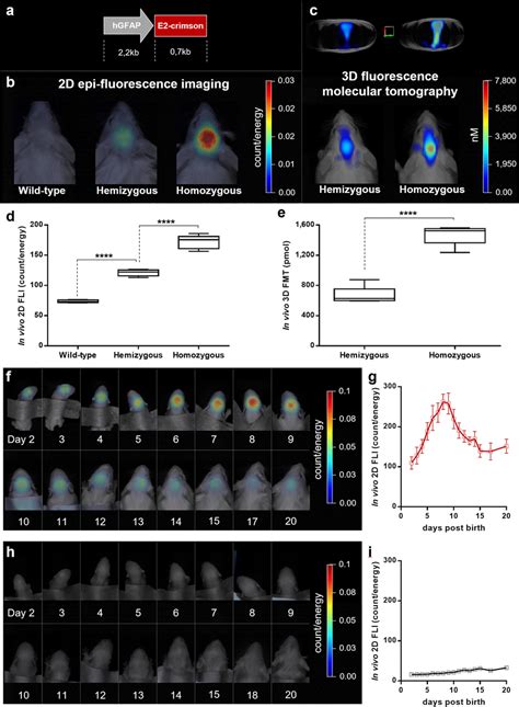 In Vivo Fluorescent Imaging Characterization Of Gfap E Crimson