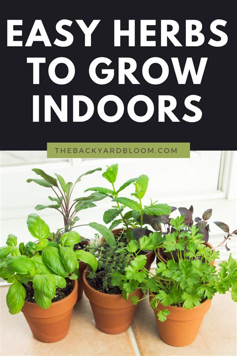 Easy Indoor Herbs For Your Home