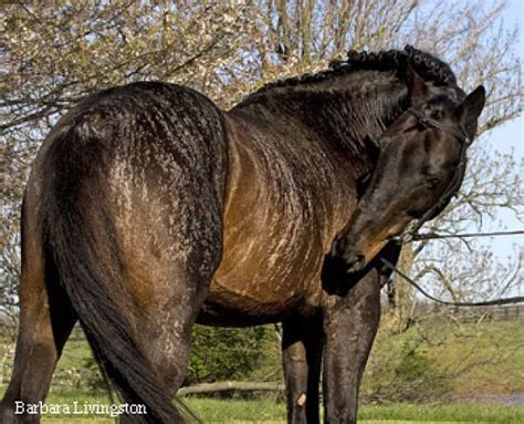 Bay Brindle Album With Unusual Horse Colors They Are All