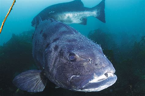 Return Of The Giant Sea Bass King Of The Kelp Forest California Diver Magazine