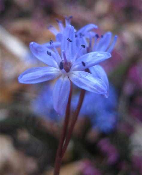 Zweibl Ttriger Blaustern Scilla Bifolia Primroses New Leaf Amazing