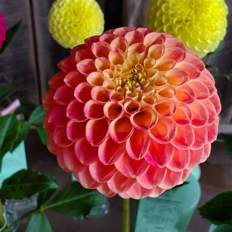 Snoho Doris Ba Db — Crazy 4 Dahlias