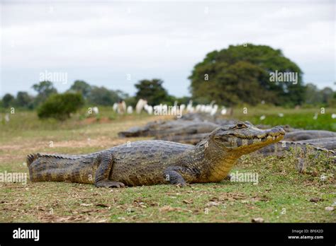 Yacare Caiman - lying / Caiman yacare Stock Photo - Alamy