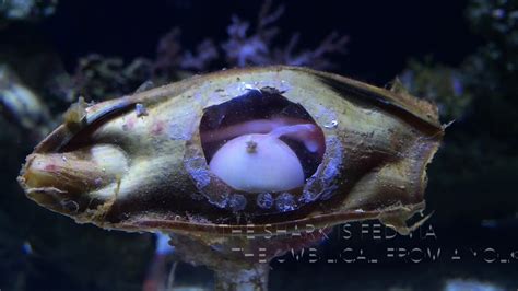 Bamboo Shark Habitat Facts
