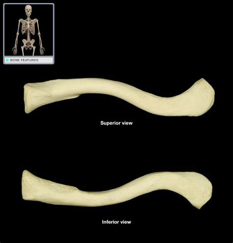 Upper Extremity Bones Diagram Quizlet